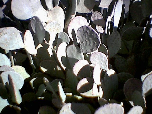 (image of Texas Prickly Pear)