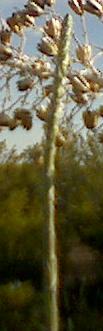 (image: yucca stalk)